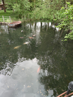 Garden/Images/ResizedWidth//point 020_heart pond_garden_encounters.jpg