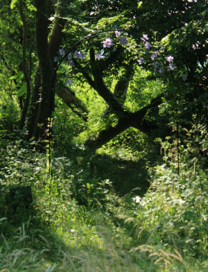 Garden/Images/ResizedWidth//point 080_secret garden_garden_mysterious trees.jpg
