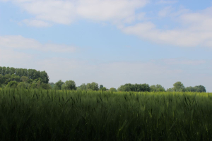 Garden/Images/ResizedWidth//point 085_triangle prairy_garden_skies 2.jpg