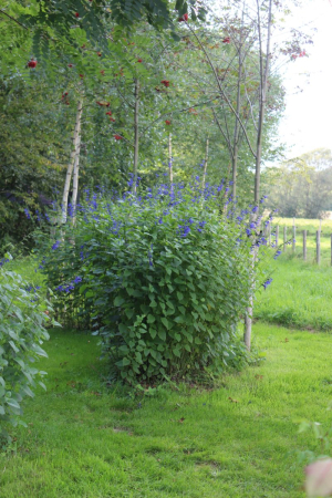 Garden/Images/ResizedWidth//point 090_semi circle_garden_salvia cloud 1.jpg