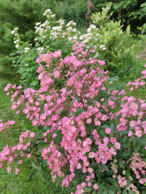 Garden/Images/ResizedWidth//point 100_rose hedge_garden.jpg