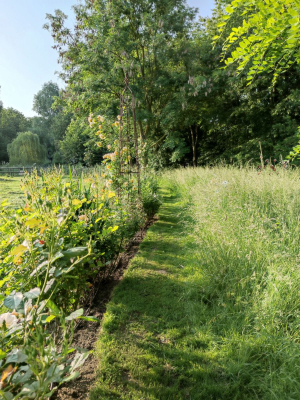 Garden/Images/ResizedWidth//point 100_rose hedge_garden_dreaming spires 2.jpg