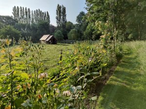 Garden/Images/ResizedWidth//point 100_rose hedge_garden_dreaming spires 3.jpg