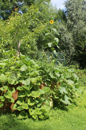 Garden/Images/ResizedWidth//point 120_kitchen garden_garden_.jpg