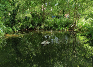 Garden/Images/ResizedWidth//point 130_frog pond_garden_overview 1.jpg